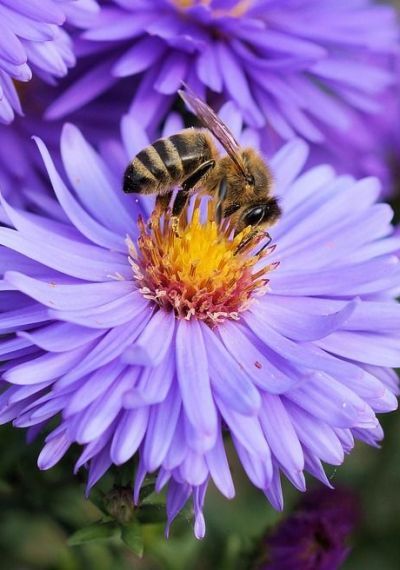 Achtung Bienenstich!