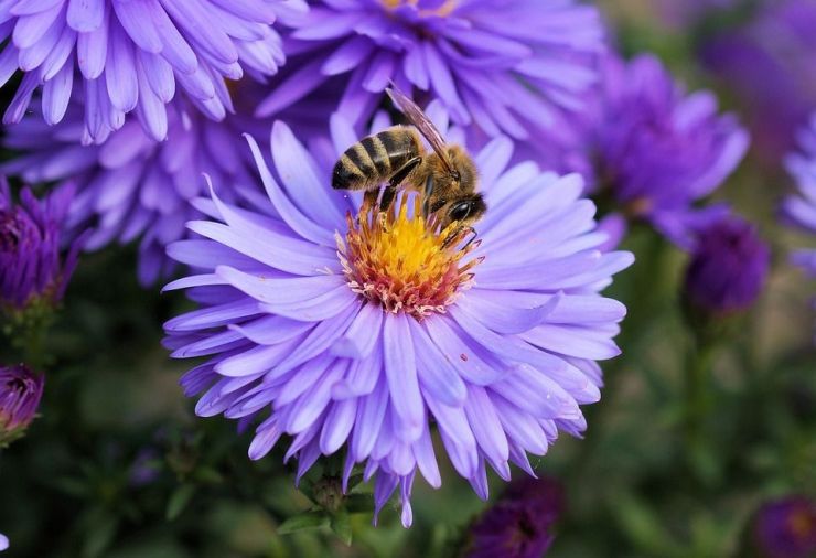 Achtung Bienenstich!